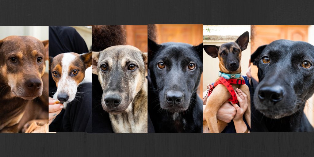 FOURPAWSUSA's tweet photo. Day 26 of our #DaysofDecember Calendar continues: Counting down all the magical days of this magical month! And on this VERY special day, we are dedicating this post to the 6 lucky dogs that your support helped bring #homefortheholidays. These dogs now are warm and safe! https://t.co/H9IT4tK8Hs