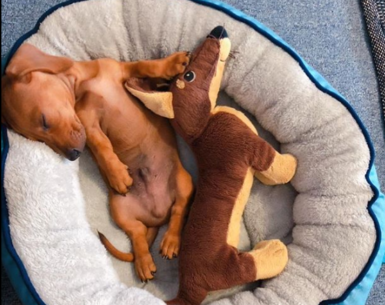 LoverDachshunds's tweet photo. This is my best bud, I love chewing on his ears during playtime 😂
#dachshund #dachshunds https://t.co/PGEnWIW3wM