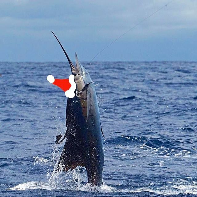 project_dynamar's tweet image. Happy holidays!
PC📷:@jammriss
.
.
.
.
#sailfish #marlin #billfish #happyholidays #aftco #costasunglasses #santa #sportfishing #costarica ift.tt/399YqEy
