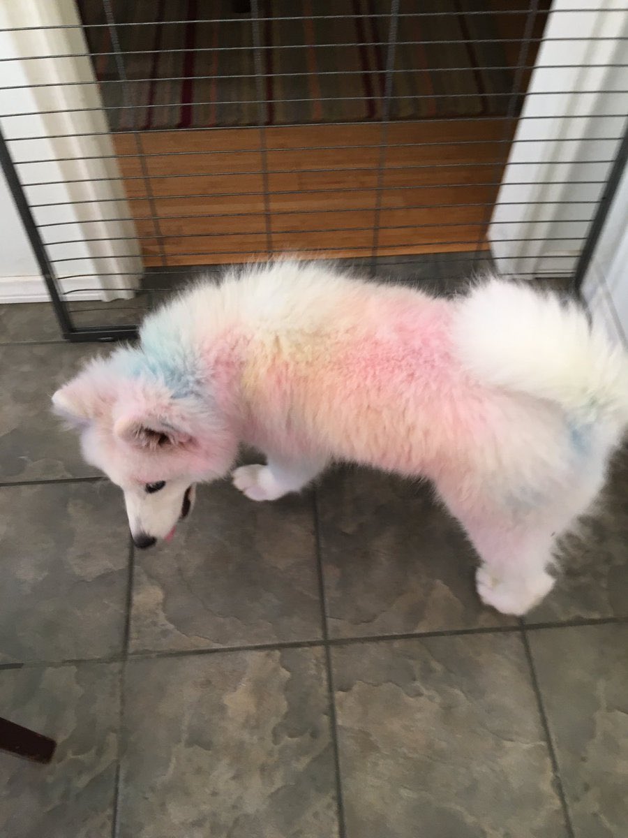 Never let your dog roll in chalk 😂