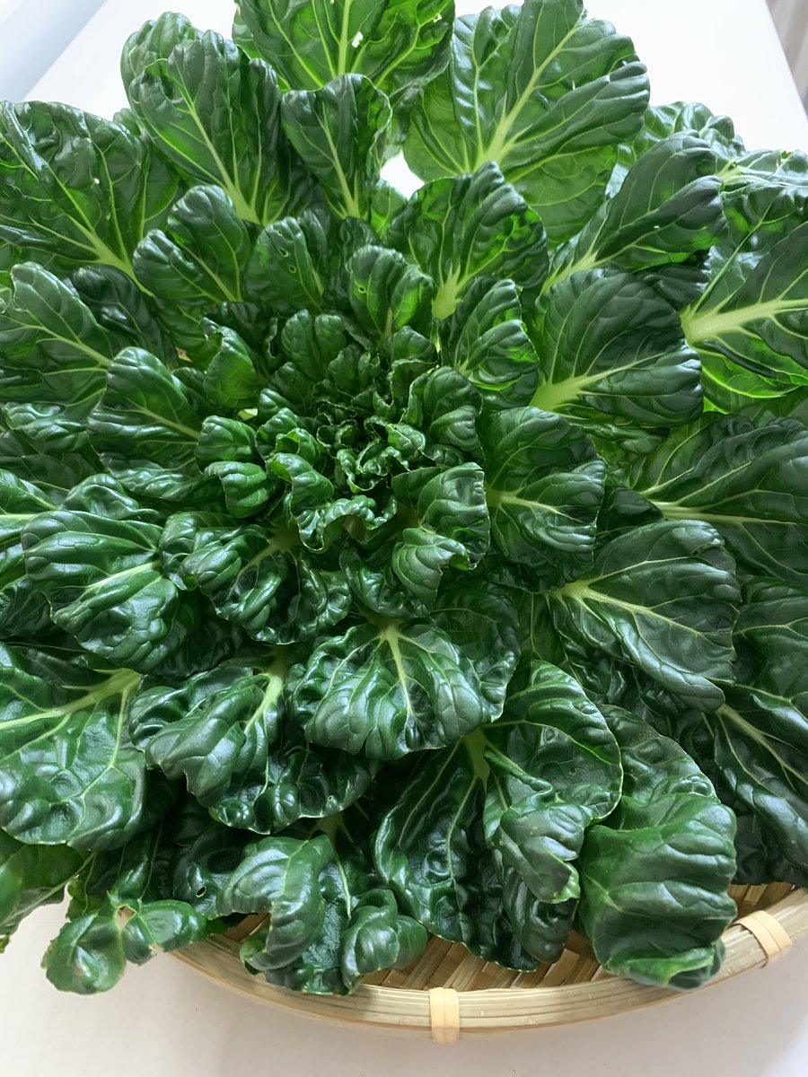 Ja長生 ながいき市場 中国野菜ターサイが入荷しました とっても大きくてカロテン豊富な栄養野菜を王道オイスターで炒めて見ました豚肉とネギとしょうがの旨味が広がって絶品です