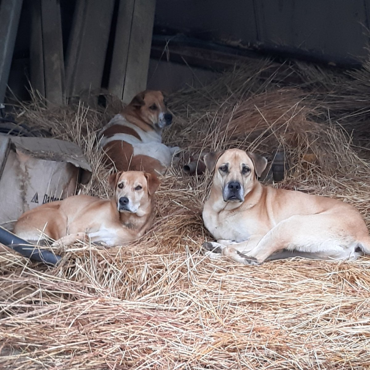 Protectors and best friends!❤