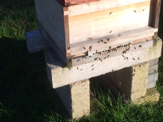 KingstonBeekeepers tweet media