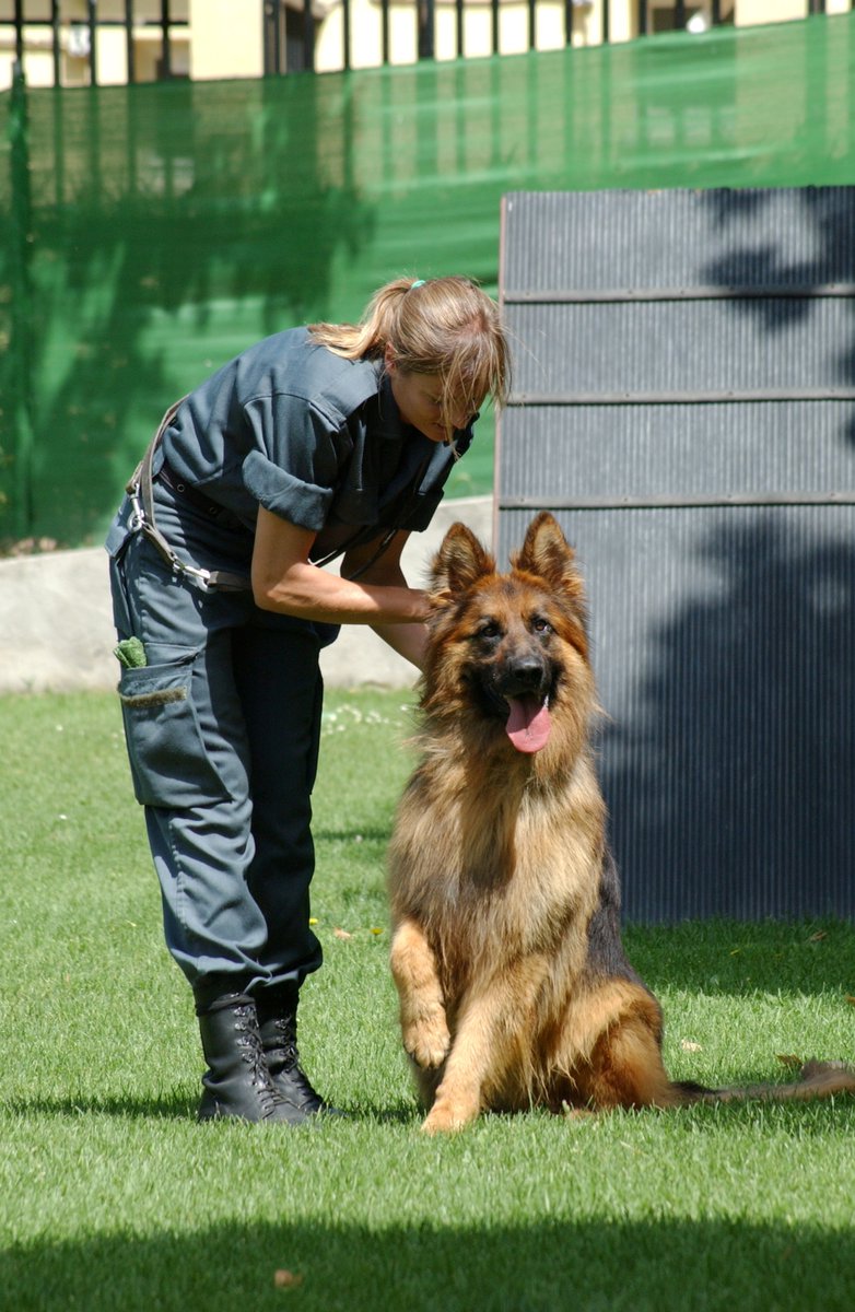 guardiacivil's tweet photo. No cabe duda que es el mejor amigo del hombre, pero en el #ServicioCinológico de la @guardiacivil el perro es más que un inseparable y fiel compañero.

Es un orgullo para nosotros poder trabajar a su lado y además recibir su cariño.
https://t.co/IBLxNnlFq7 https://t.co/zwru2AR1O4