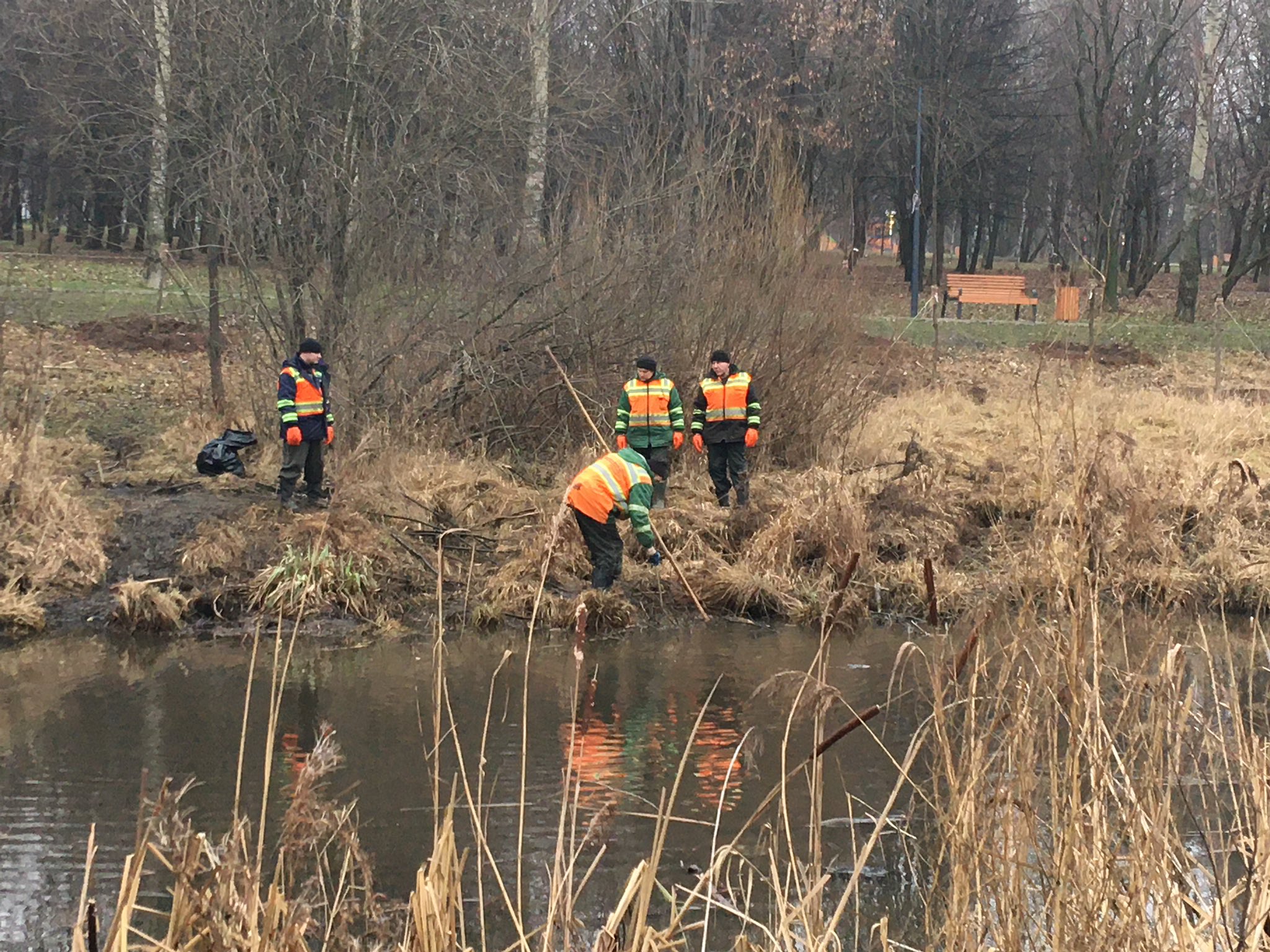 плотина бобров. для строительства плотины бобры ломают. старые бобровые запруды. плотина бобров. запруда бобров.