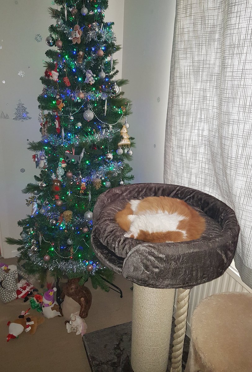 sweetbabylogan's tweet photo. Merry Christmas everyone, i hope you all had a fantastic christmas https://t.co/UnMUuQulij