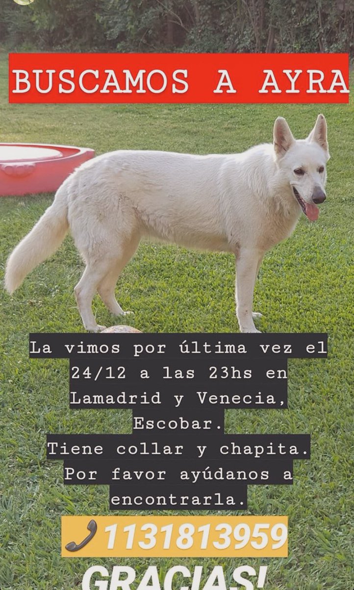 MFlorcitaR's tweet photo. Necesitamos de su colaboración URGENTE!!Por favor RT. Todo suma! Pastor suizo q se perdió en nochebuena en #escobar.Hay una familia triste que la extraña!! @SoledadLarghi @MarianoOses @valeriaschapira @lasrenatasok @redmascotera @eugtobaloficial @valeriaschapira @Perdidos_Pilar https://t.co/VOMtjwdOkf