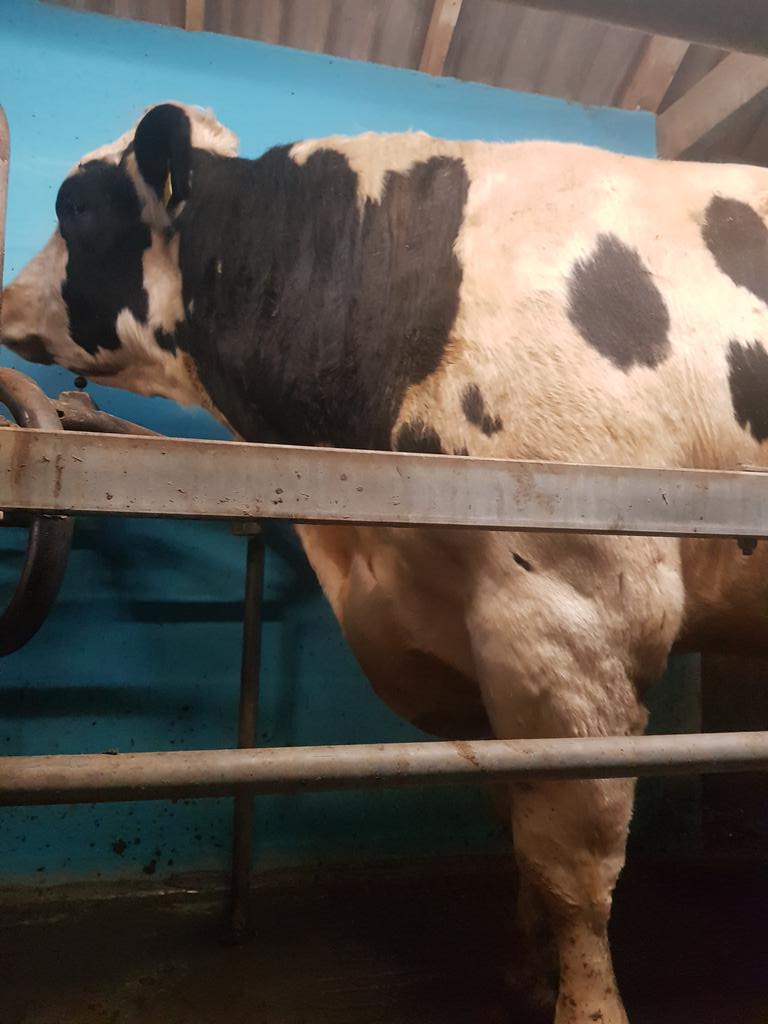 Hennikers's tweet photo. The width through the front end of this Bull is what he will transmit to his Daughters Hennikers Whirl Wind https://t.co/mSNOJDcl2Y