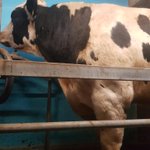 Photo by Hennikers Holsteins (@Hennikers)