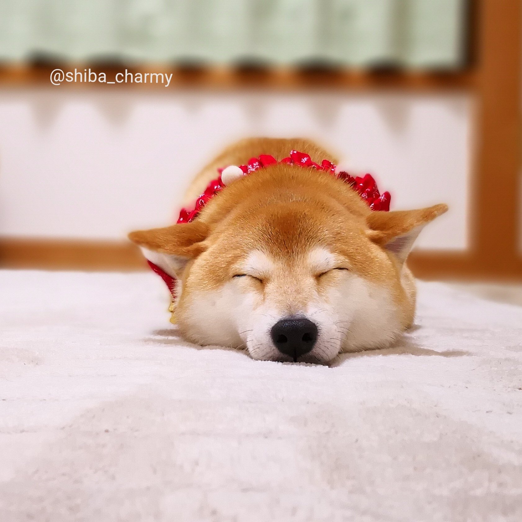 さようなら商標インタフェース柴犬飛行機耳アラート投げ捨てる南西 さようなら商標インタフェース柴犬飛行機耳アラート投げ捨てる南西