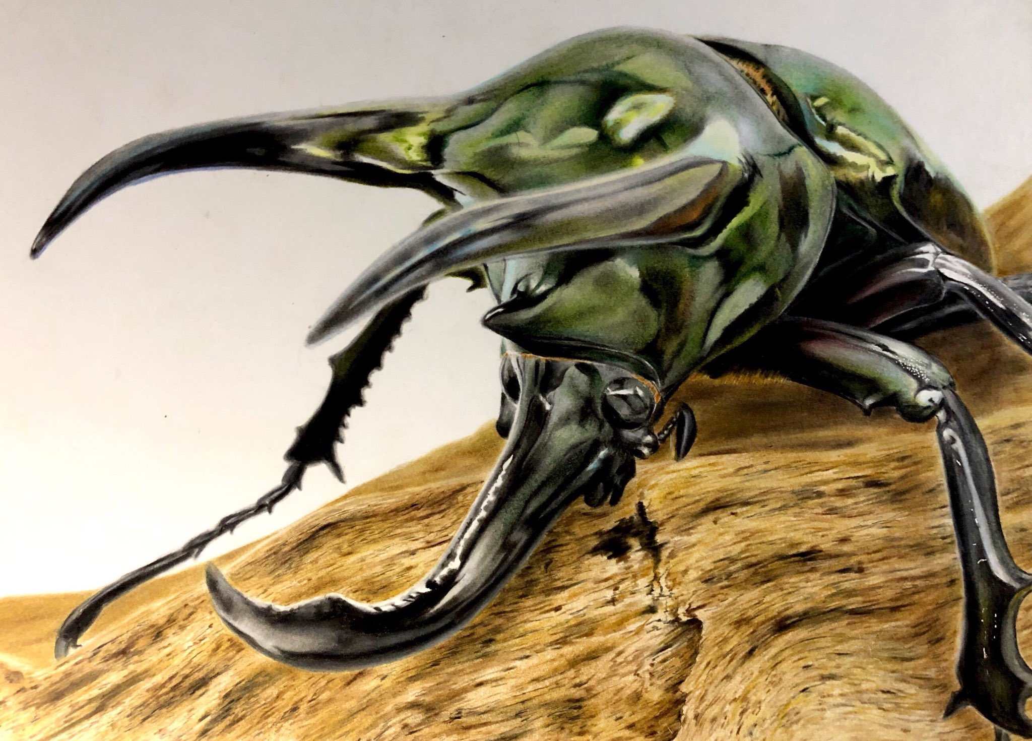 イロドリアル 過去作品 コーカサスオオカブトの絵です もふもふなわんこやにゃんこ以外にも 昆虫などといった質感の全く違う生き物も描いてます 昆虫は赤ちゃんの頃から好きなので 強い思い入れがあります はる T Co Fajwcomtx4