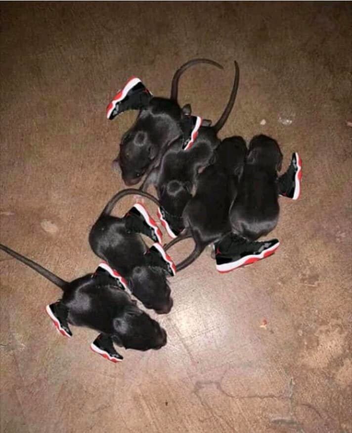 xxmarching's tweet image. The Niggas In My City