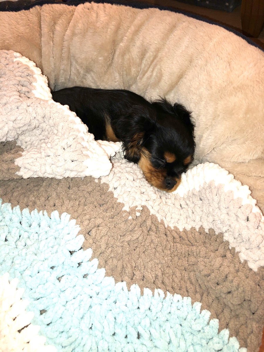 HeidiCavalier's tweet photo. Christmas was BIG! 💙🐾 https://t.co/zBrAdmitz8