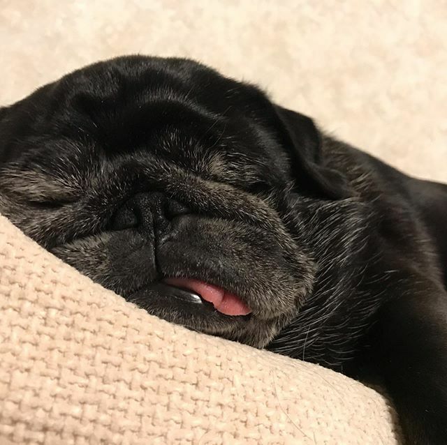 noirlunapug's tweet photo. 年末ですが、我が家はいつも通りです。☺️
・
#パグ　#黒パグ　#pug #blackpug #noir #ノワ　#ノワール　#ノワルナ https://t.co/FI1U8y9g3i https://t.co/5JL4j0P0um