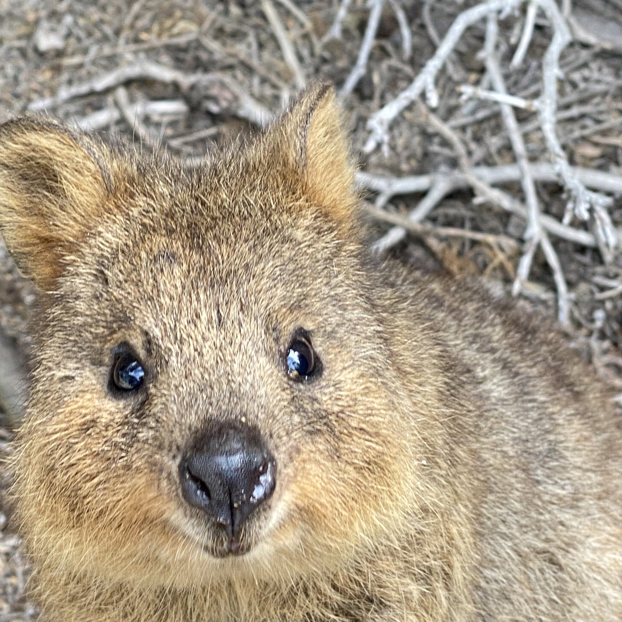 Shinichi Ando Al Twitter クオッカさんの余韻とともに ちょっと早いですが 今年の映画 マイベスト10をお送りします 例年どおり 順不同 映画館で観た順番 で 自社作品は入れていません 18年に映画館で観た本数は いまのところ128本です T Co