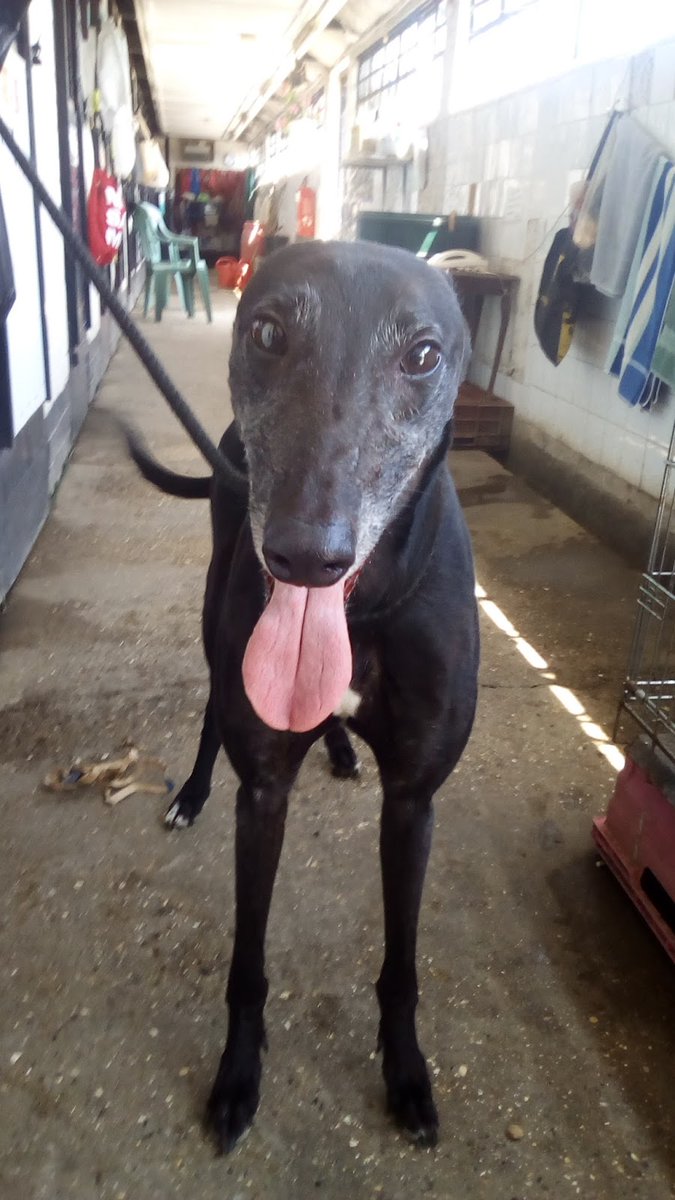 WhittinghamGT's tweet photo. So excited to announce that our longest stay, Chief, is going home tomorrow! A surprise for one of our special adopters so we had to keep it quiet until Santa Paws had delivered the message!! It's made our Christmas and we are so grateful that he is getting such a special home!! https://t.co/scxj7TSeWN