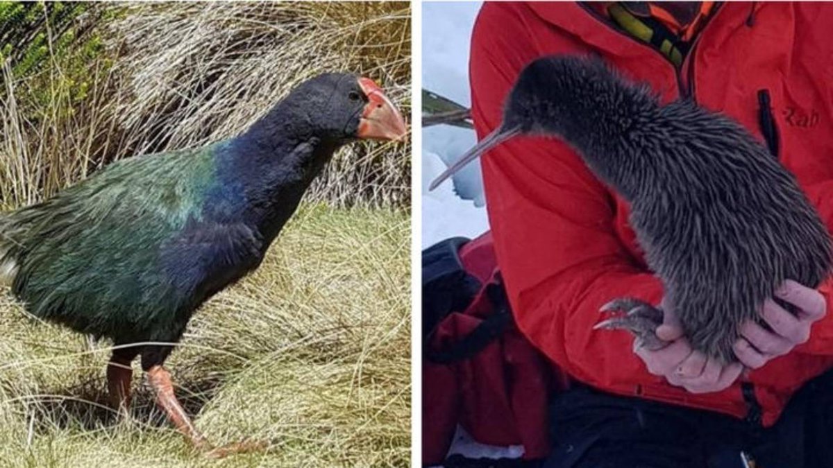 birdwriter's tweet photo. #Endangered #Takahe and #Rowi #kiwi named at top of 2019 New Zealand #conservation &amp; breeding success. Read more https://t.co/1loke6v3i1 #Omoeroa #Fiordland #Murchison https://t.co/0the8ktnKp