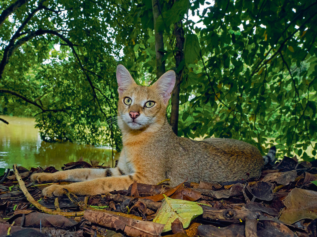 NGTIndia's tweet photo. #WhereToGoIn2020 | In #WestBengal, spot fishing cats in Baghrol Basa and sign up for photography workshops in the sleepy Belun Eco-Village or set out on responsible dolphin-watching tours in #Goa—this new year, travel sustainably. #OnStandsNow

https://t.co/y3PNrBYu2c https://t.co/mdQWg48tiD