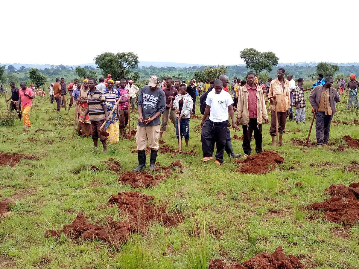 BuhumuzaProvinc's tweet photo. #Burundi Plantation de 2050plants de #callitris plantés ds le cadre du projet "ewe Burundi urambaye" ce jeudi, le 26/12/2019.Le Directeur du #BPEAE de la @MuyingaProvince et l'Administrateur Communal #buhinyuza se sont associés avec la population de la colline #Nyaruhengeri. https://t.co/a1leIsKcYy