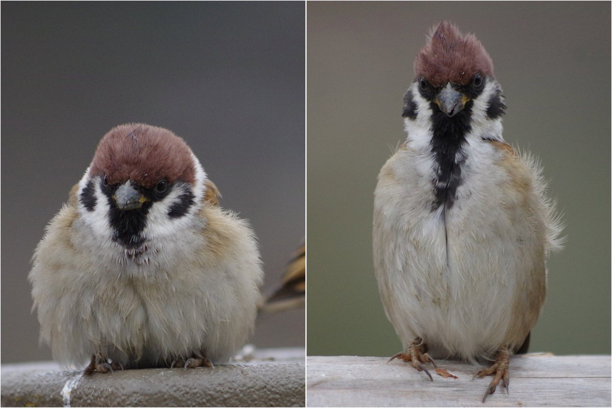 同一のスズメなのです
#雀 #スズメ #すずめ #sparrow #鳥 #小鳥 #野鳥 #bird https://t.co/poTWB1SQQr