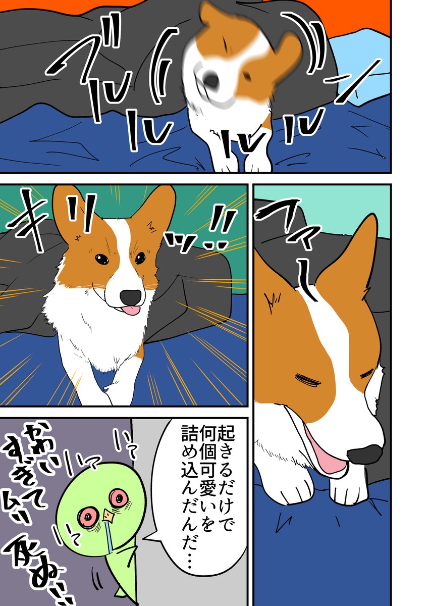 コーギーかわいい。 その10 