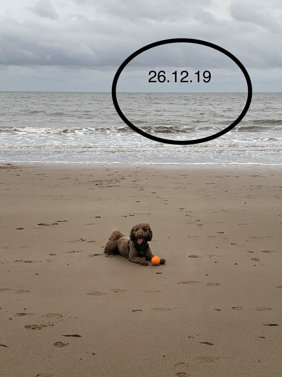 karenohara76's tweet photo. Murphy in his happy place! Same beach 1yr later. #lifeofmurphy #beachface #murphydowntime https://t.co/NLHgdEeA3H