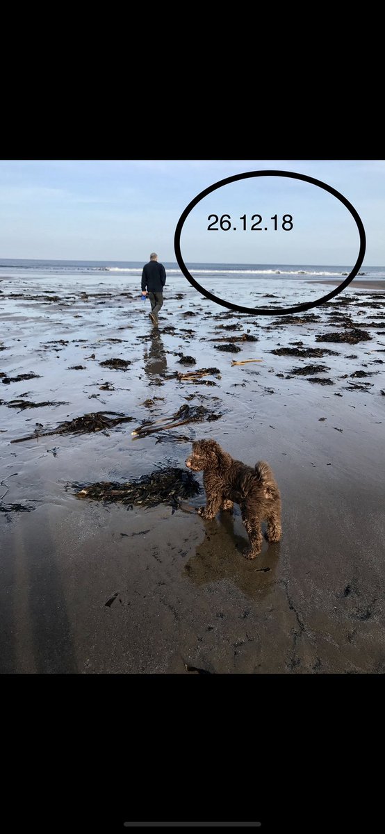 karenohara76's tweet photo. Murphy in his happy place! Same beach 1yr later. #lifeofmurphy #beachface #murphydowntime https://t.co/NLHgdEeA3H