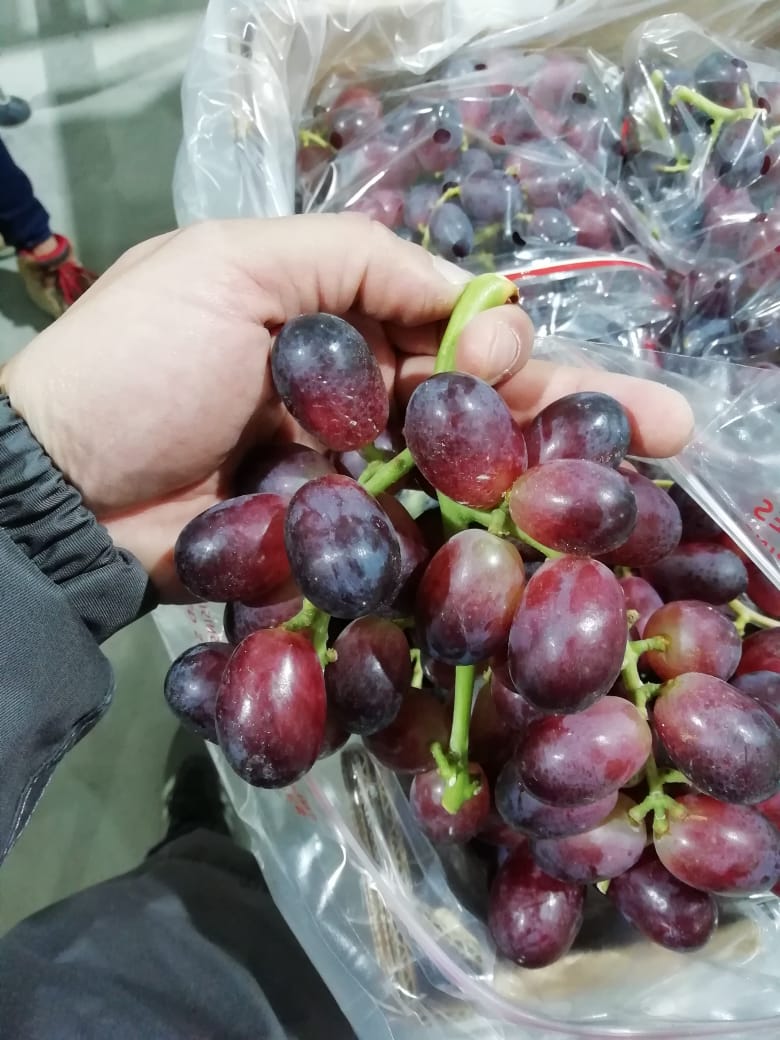 smart_pac's tweet photo. Seguimos en Perú con las variedades Sapphire y Jack Salute 🇵🇪
Protegemos la fruta y no generamos desechos de vertedero ♻️ #SmartPac https://t.co/aianEFHPga