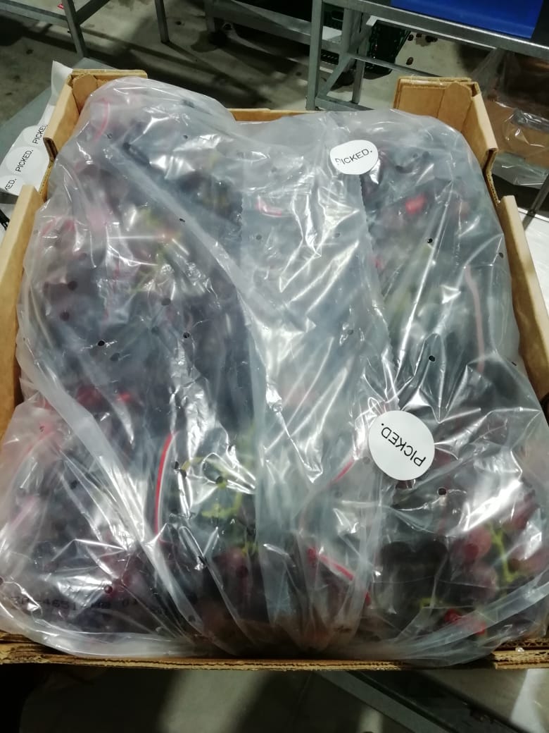 smart_pac's tweet photo. Seguimos en Perú con las variedades Sapphire y Jack Salute 🇵🇪
Protegemos la fruta y no generamos desechos de vertedero ♻️ #SmartPac https://t.co/aianEFHPga