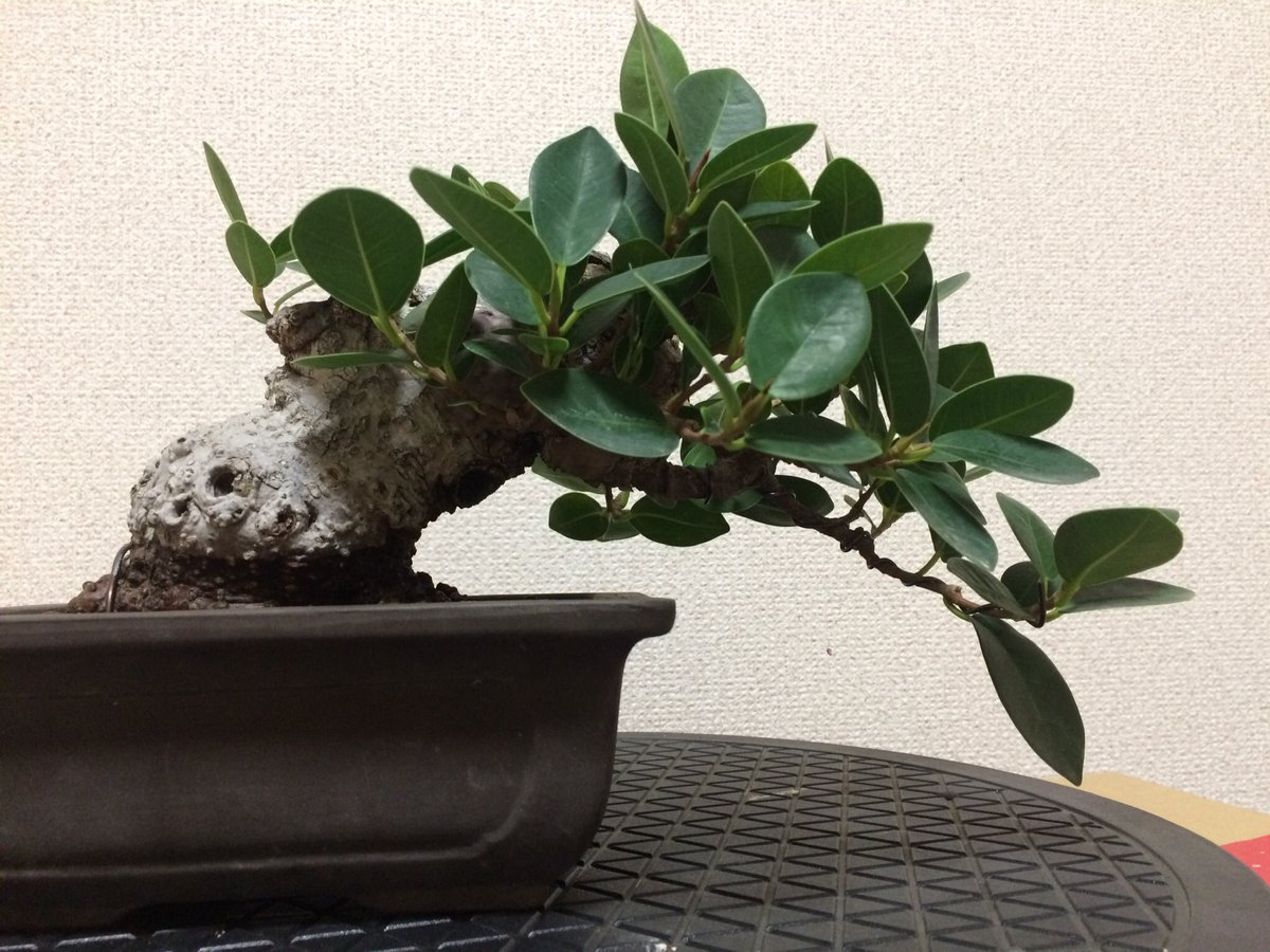 Tomy Bonsai Na Twitteru こんばんは ガジュマル盆栽です 今年は風薫を使って室内管理しています 表土が乾いても竹串が湿らなくなるまで水遣りを我慢して水辛め管理中 調子が良いようで ちょっとした森になりつつあります 笑 春が近くなったら剪定しよう