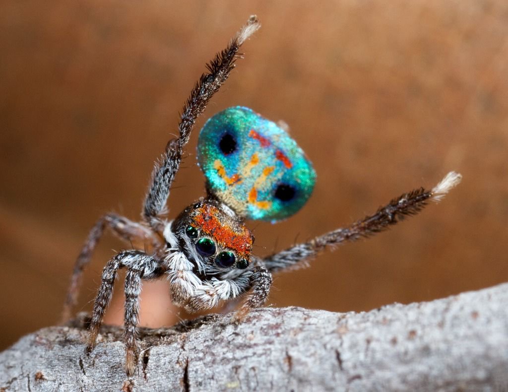мадагаскарский паук кругопряд. танцующий паучок. паук скакунчик. паук павлин танцует. паук-павлин (maratus volans).