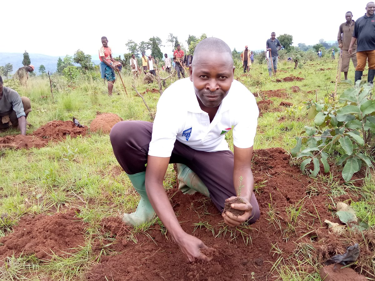 hakizarashid's tweet photo. #Burundi Plantation de 2050plants de #callitris plantés ds le cadre du projet "Ewe Burundi urambaye" ce jeudi, le 26/12/2019.Le Directeur du #BPEAE de la
@MuyingaProvince
et l'Administrateur Communal #buhinyuza se sont associés avec la population de la colline #Nyaruhengeri https://t.co/Lumx2vUYPk