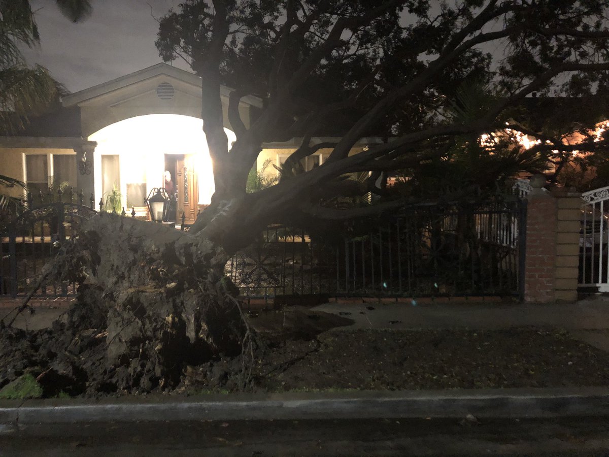 JessicaDeNovatv's tweet photo. This tree woke up a Lynwood family when it came crashing into their front yard and home after a night of heavy rain and wind. We’re live @ABC7 with #CAwx coverage. #downedtree https://t.co/8bX34Q3nmQ