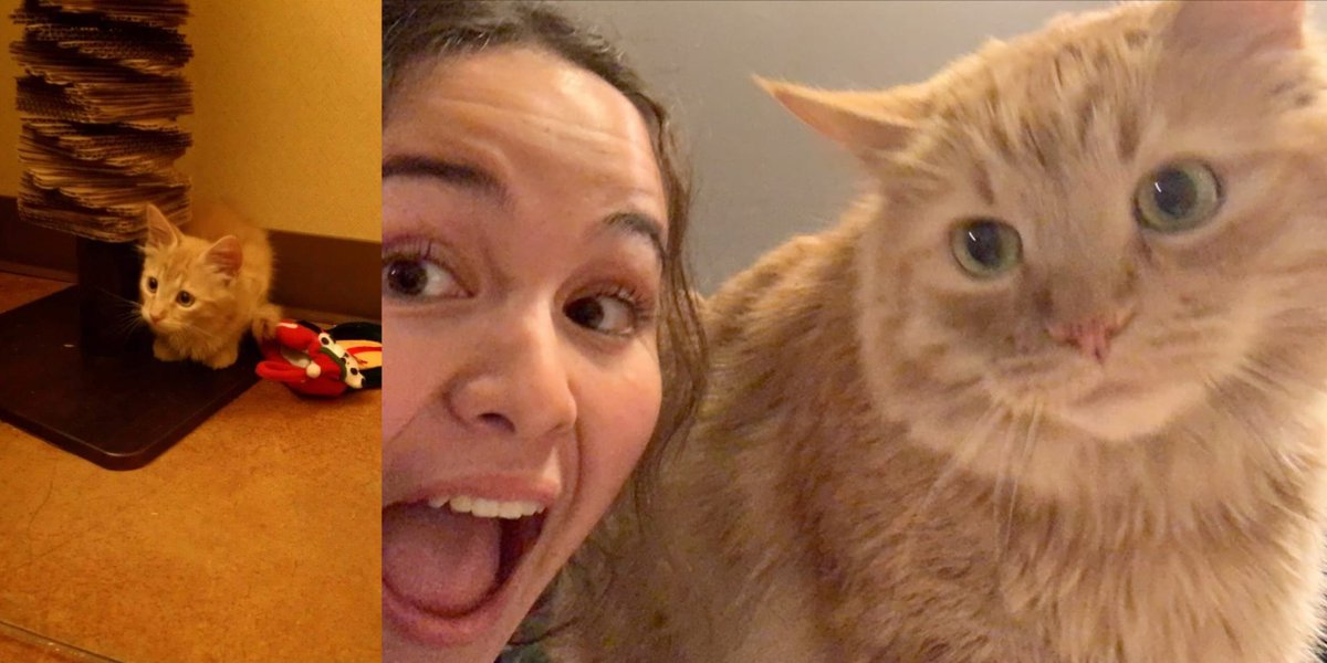 "7 years ago today I adopted Oliver from Front Street. Such a handsome kitty. Oliver is now a big boy!" -Holly F.