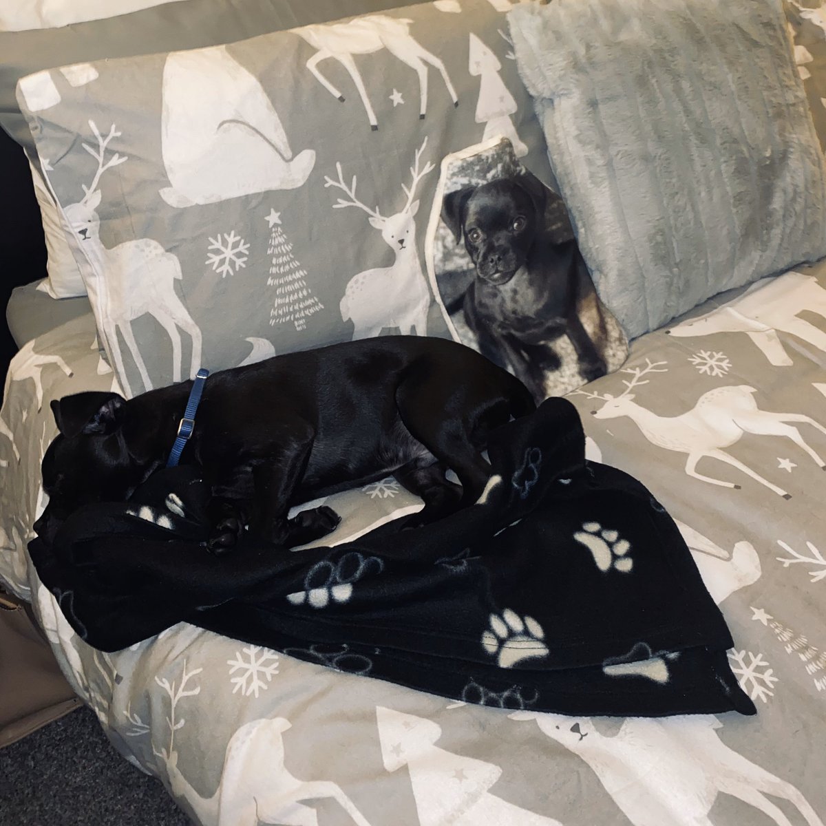 Finally back home to relax for a bit. The past few days have been ALOT for me and this little fella ♥️🐶.... can’t even describe the love I have for him! They really do fill a void in your life ✨ #dogmum #unconditionallove