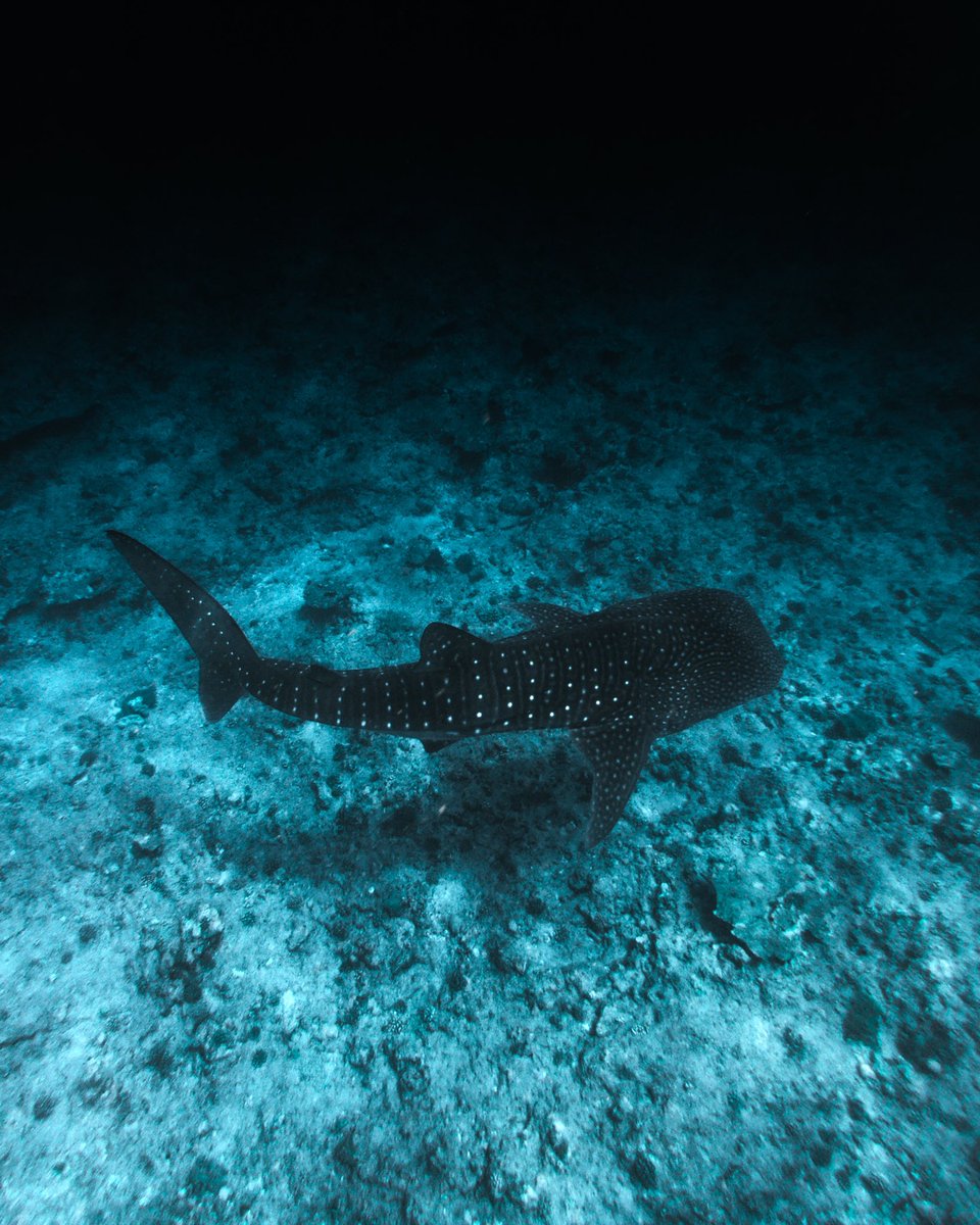 The big fish came to say Hi 👋

.
#whaleshark #uwphoto #underwater #maldives #discovermaldives #officialmaldives #gopro 
@GoPro @maldivesinpics @DiscoverMaldive @visitmaldives @EarthPix @PADI @ConradMaldives