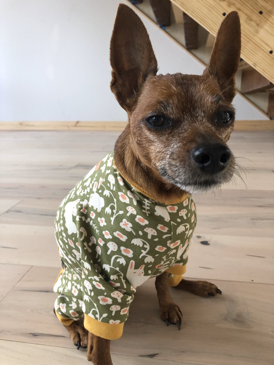 “Yes I have swag! I’m loving my dope bunny pjs from <a href="/EcoPup/">Eco-Pup®️</a>. Thanks homies” If y’all don’t know the name is Muffin just Muffin you can follow my journey on my IG pages Picsofmymuff #minpin #bunnypjs #pjs #ecopup