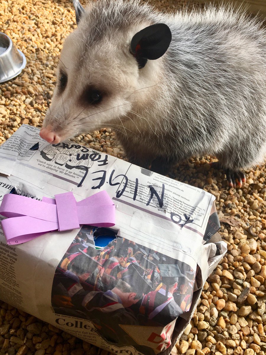 BlueRidgeWildlifeCtr on Twitter "Patient 2015 enjoyed a gift of