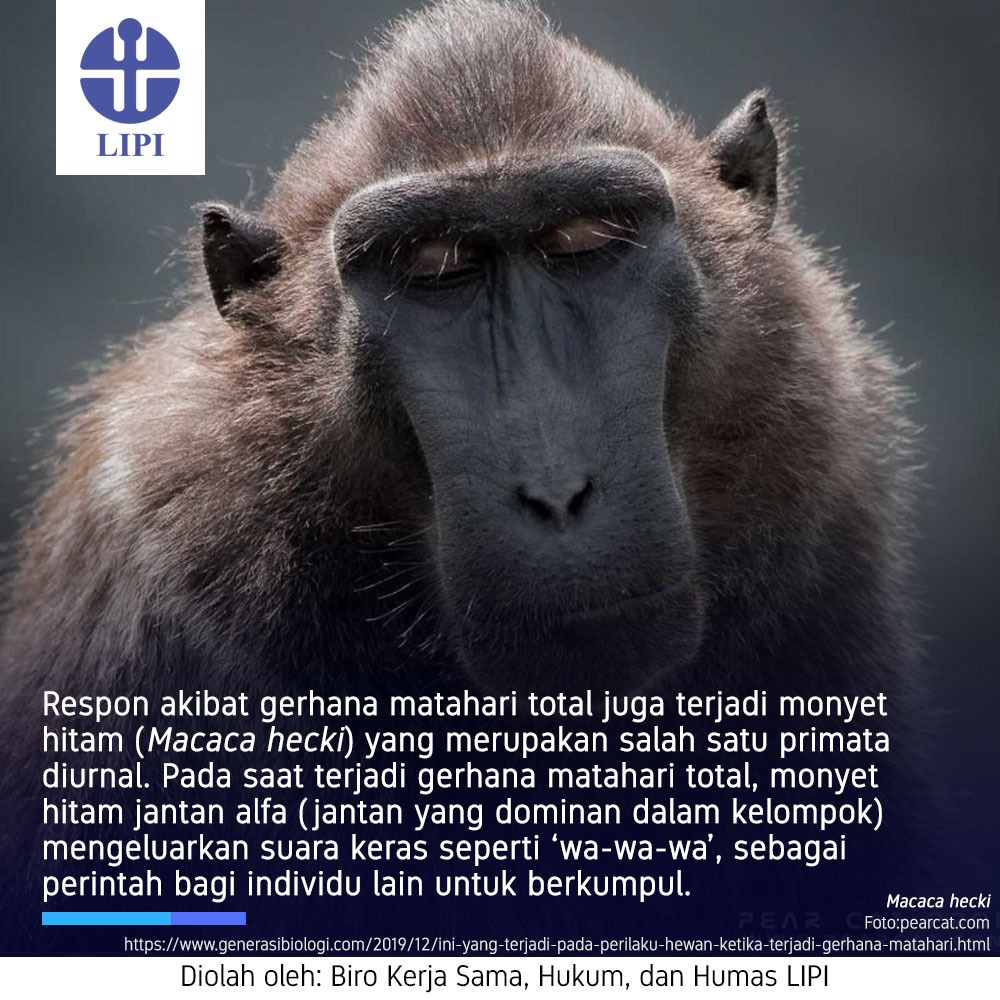 Lipi On Twitter Burung Maleo Menunjukkan Perilaku Cemas Saat