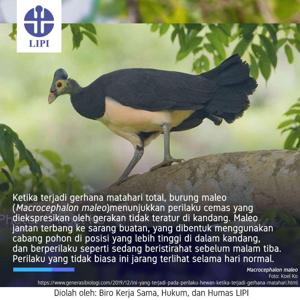 Lipi V Twitter Burung Maleo Menunjukkan Perilaku Cemas Saat