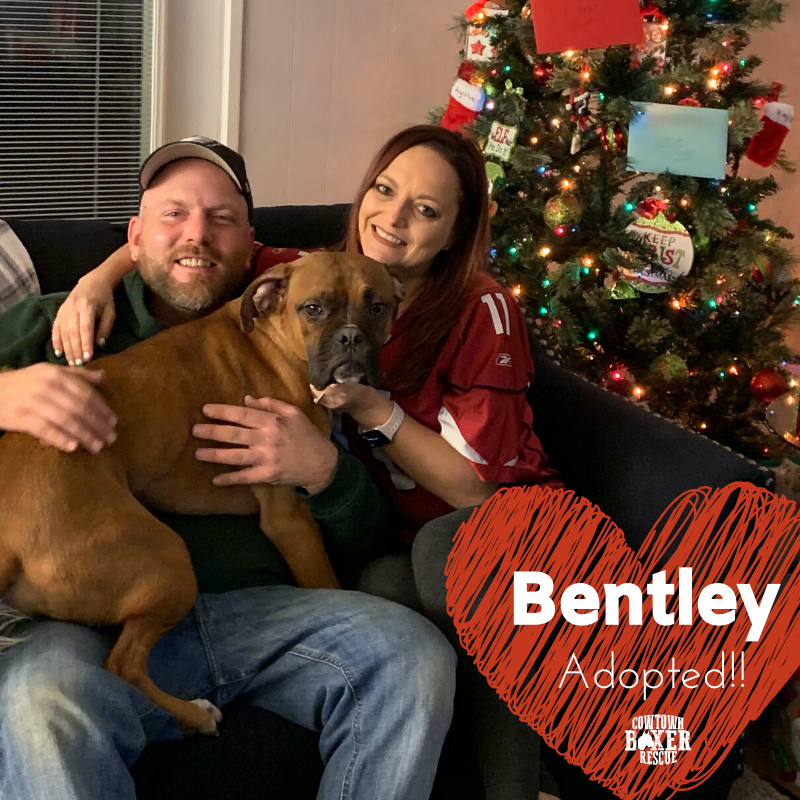 CowtownBoxerRes's tweet photo. ADOPTION CELEBRATION: Bentley's Christmas wish came true and he spent his first Christmas with his new family! Bentley went from neglect to being loved and cherished! You deserve that, and more, sweet Bentley! #CBRAlumniBentley #AnotherHappyFamily
#savingboxers #adoptdontshop https://t.co/UhZ7h2FOpW