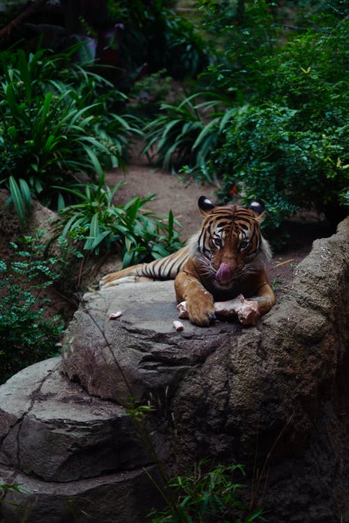 Jungle tiger. Животные джунглей. Тигр. Дикие животные джунглей. Тигр в тропиках.