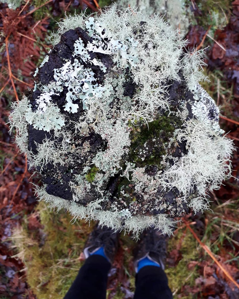 alinorth_893's tweet photo. The mosssss wonderful time of the year #merryboxingday #bryophyte #moss #lichen #nature #copse https://t.co/wIjZg1hCxk