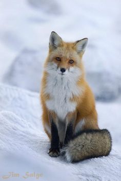 Beautiful #Winter ❄❄❄
#Foxes 🦊  #LoveAllAnimals
