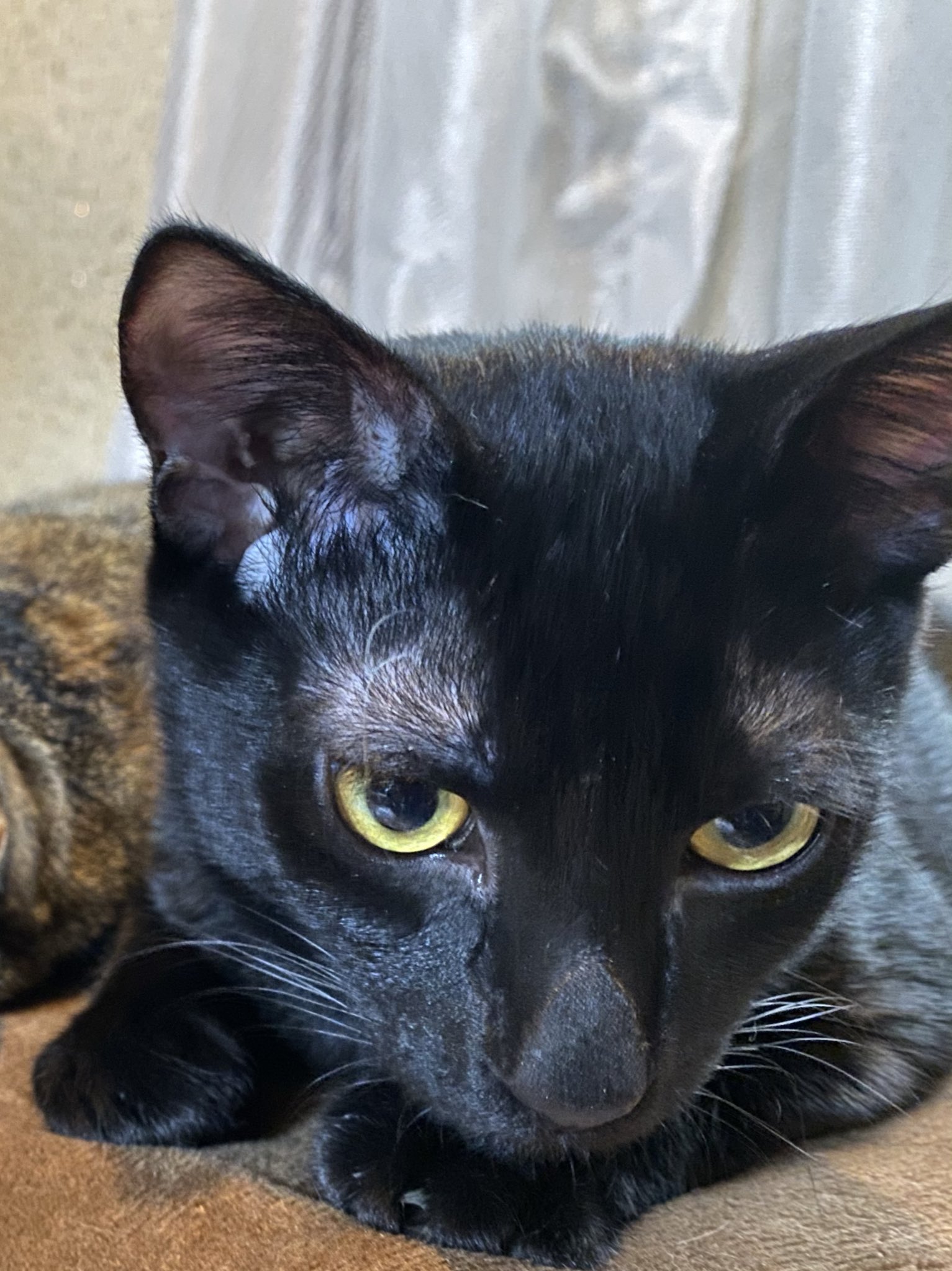 ぬら次郎 小さな紳士と山の化け物 3 10日発売 最近黒猫の蛍くんの眉毛の模様が可愛い とか眉の白い毛 可愛いですと言われるのですがあれ 実はハゲなんです 猫はみんなここが毛が薄いんだけど黒猫は特に肌が白くて毛が黒いからもろに写真に出る