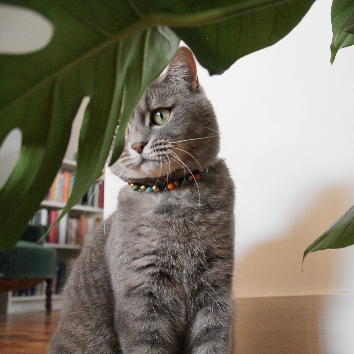 CatletsWebshop's tweet photo. His function is to sit and be admired! π» Excellent modelling by Baltazar β₯οΈ
π Get your pussycat a Catlet!
π https://t.co/QeqWOe2nSO
π² 1 Catlet = 1 tree
#collarcat #catcollarshandmade #catscollar #handmadecatcollar #handmadecatcollars #ilovecats #bluecatcollar #catcollars https://t.co/CgpuLI9YvF
