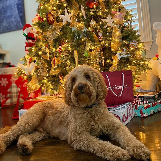 Happy Boxing Day #GoChelsea #chelseafc #chelseadoodle  #merrychristmas #mostwonderfultimeoftheyear #christmasdoodle #chicagodoodles #minigoldendoodle #santa #christmas2019 #boxingday ift.tt/2t7AXDf