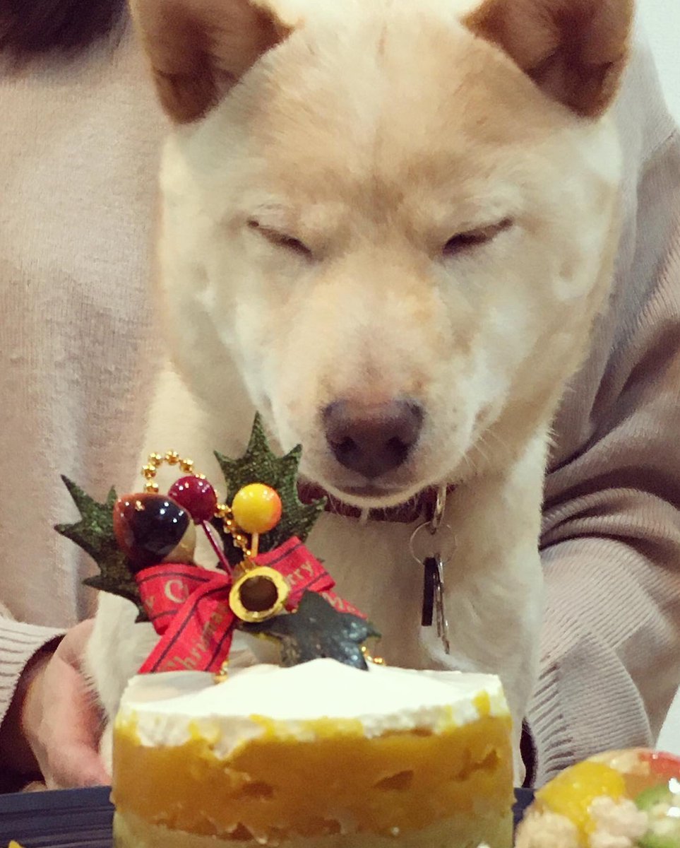 Mameshiba Hashtag On Twitter