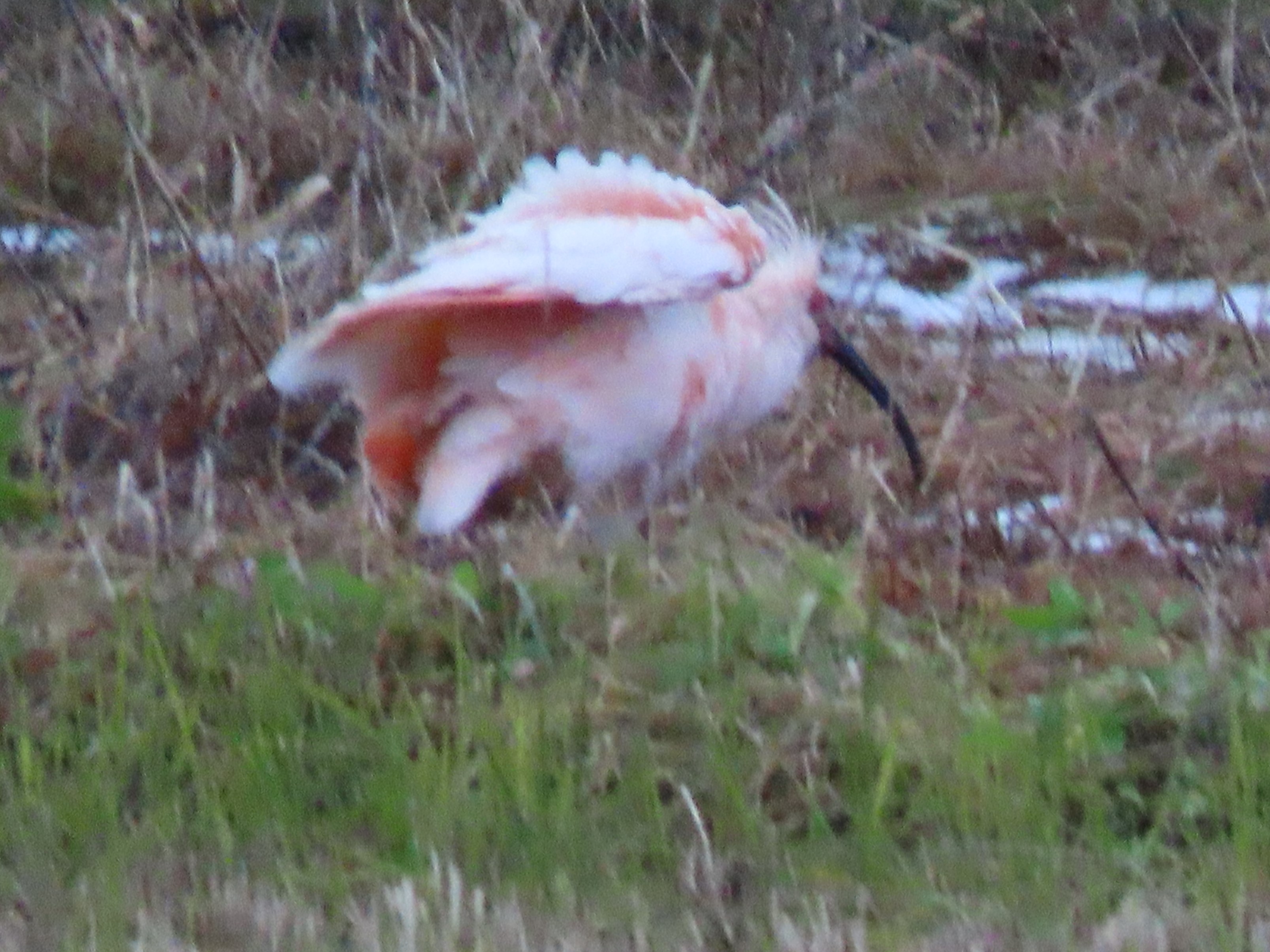 桃花鳥 Twitter Search Twitter