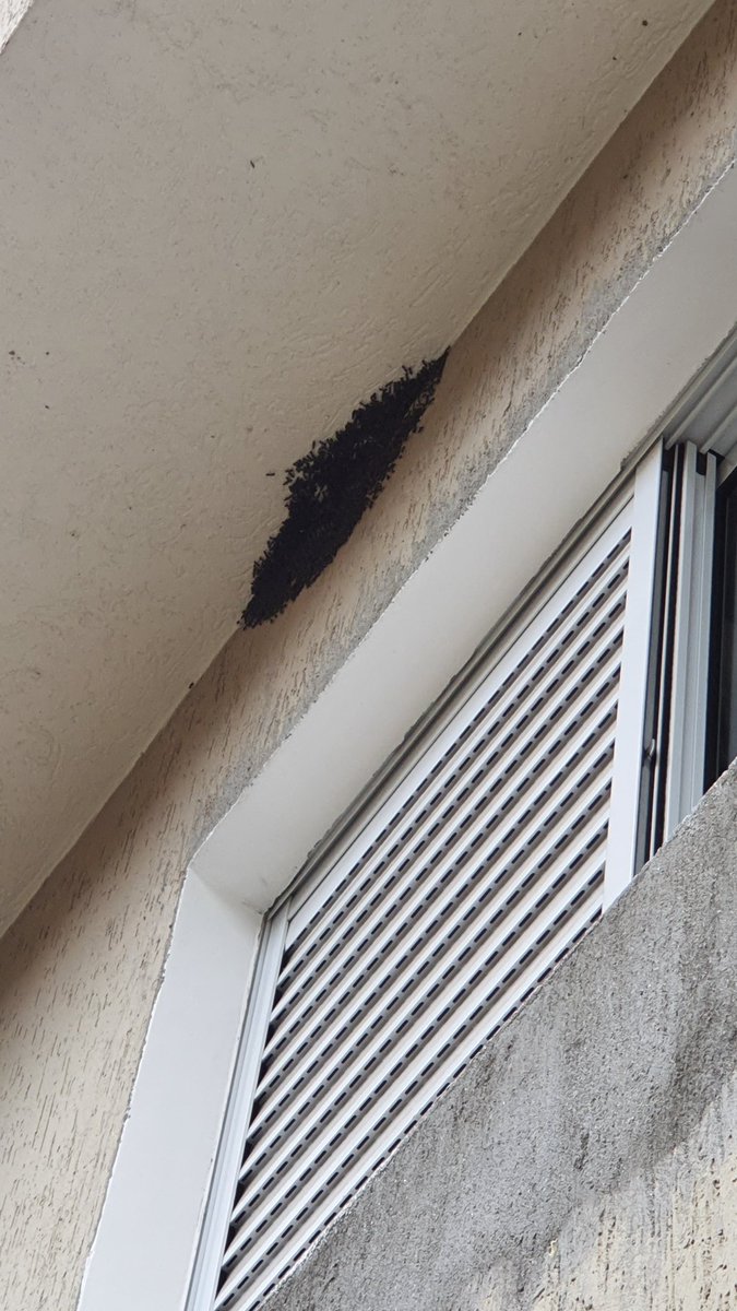 dayanmn's tweet photo. @g1sptv estou com problemas de abelhas em casa. Liguei no 156 e me passaram um prazo de 90 a 120 dias para alguém vir olhar. Até lá, fico trancado em casa? 😱 (Zona Oeste) https://t.co/OZl3mQh2fT